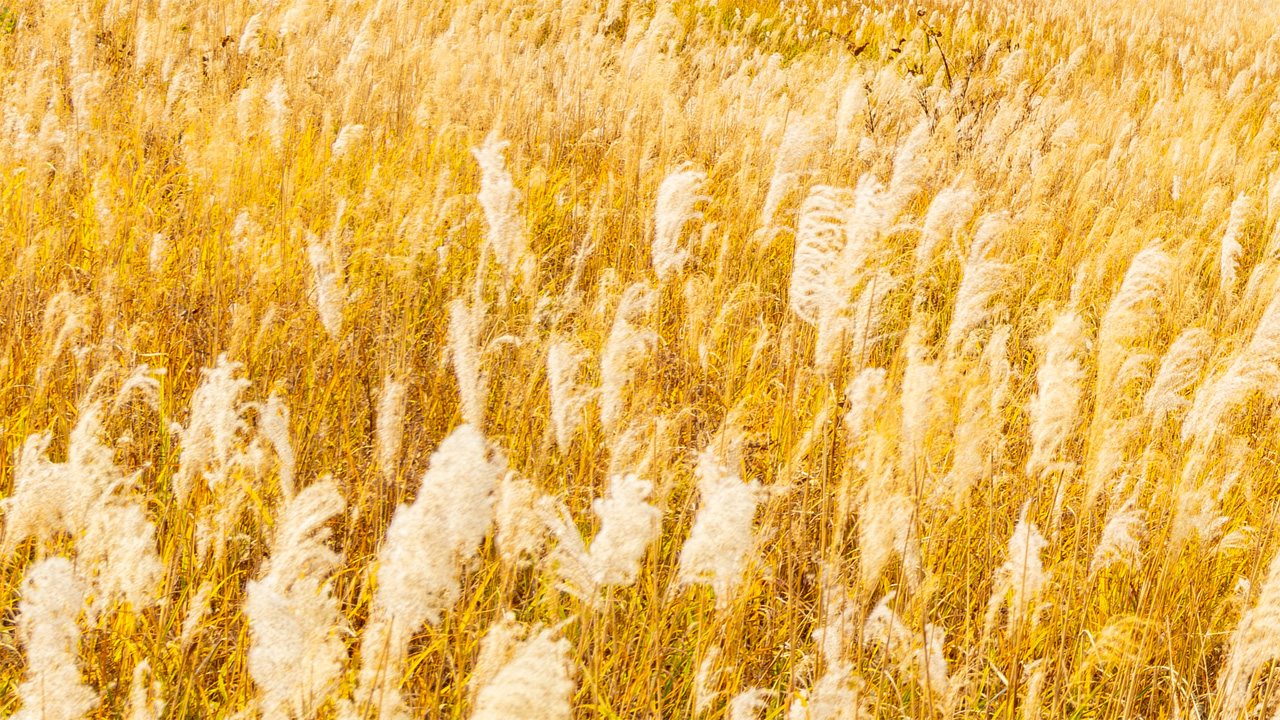 ススキ草原イメージ