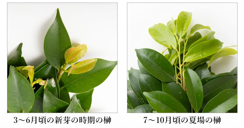 榊(さかき)とは?意味・神棚へのお供えの作法・由来をわかりやすく解説!国産のおすすめ本榊通販もご紹介 - 高級神棚・神具の伊勢宮忠コラム ...