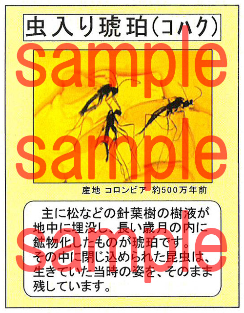 虫入り琥珀 説明書