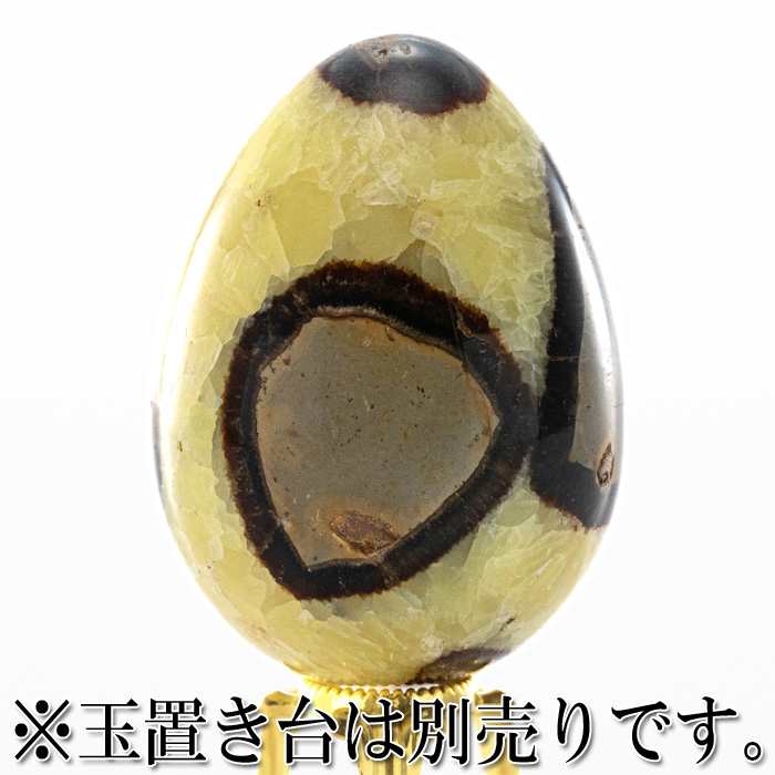 セプタリアン 卵型