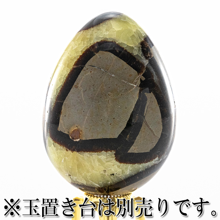 セプタリアン 卵型