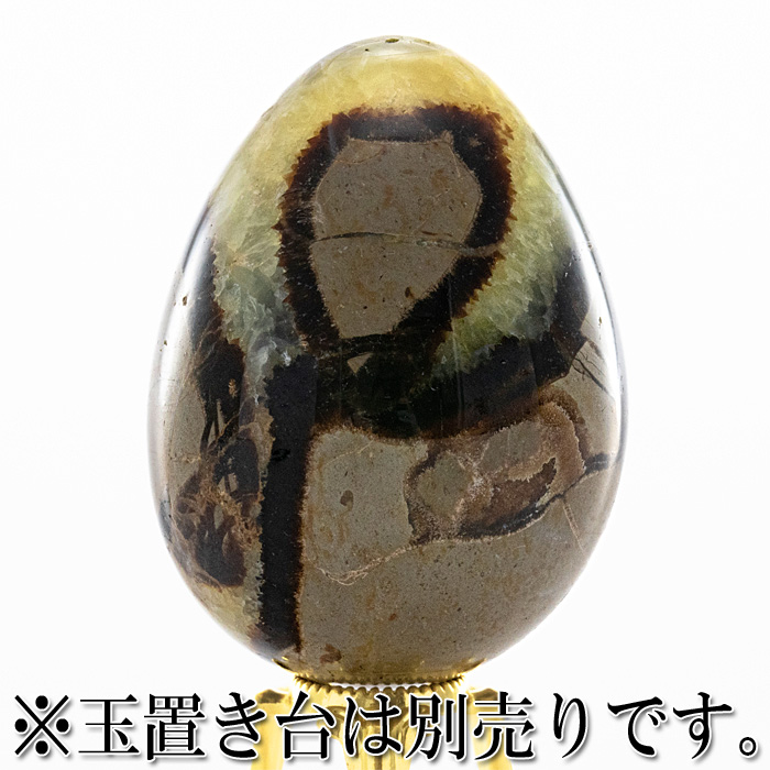 セプタリアン 卵型