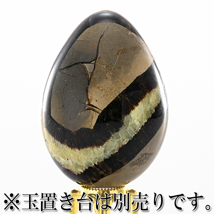 セプタリアン 卵型
