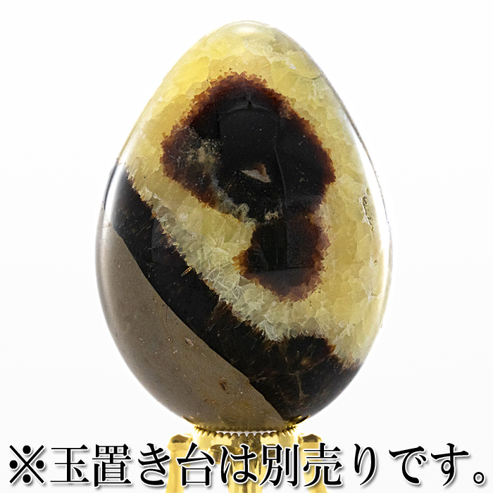 セプタリアン 卵型