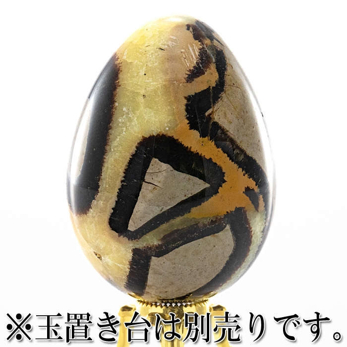 セプタリアン 卵型