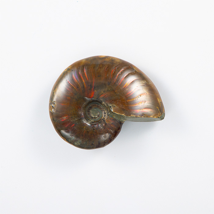 オパール化アンモナイト 化石