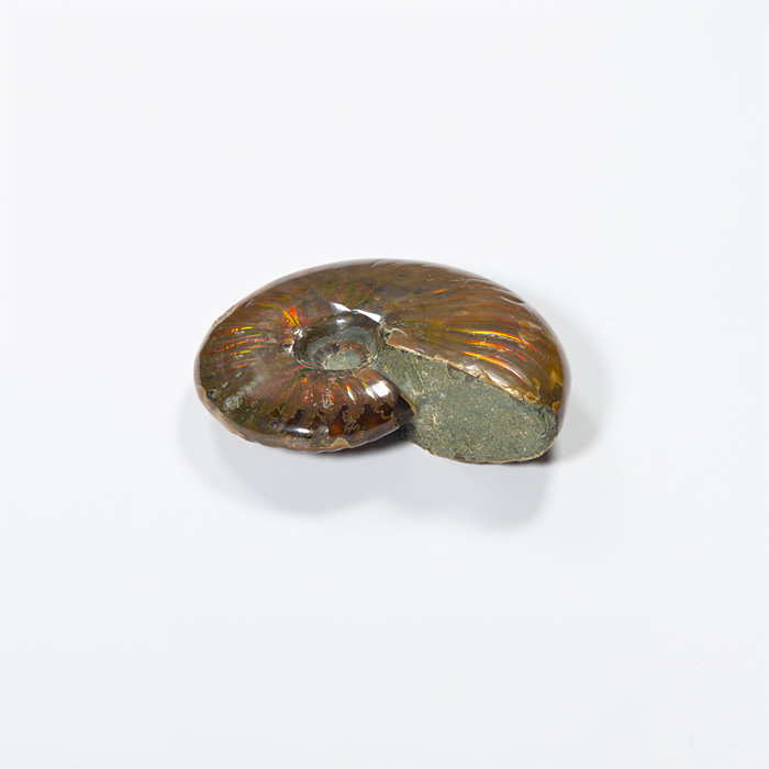 オパール化アンモナイト 化石