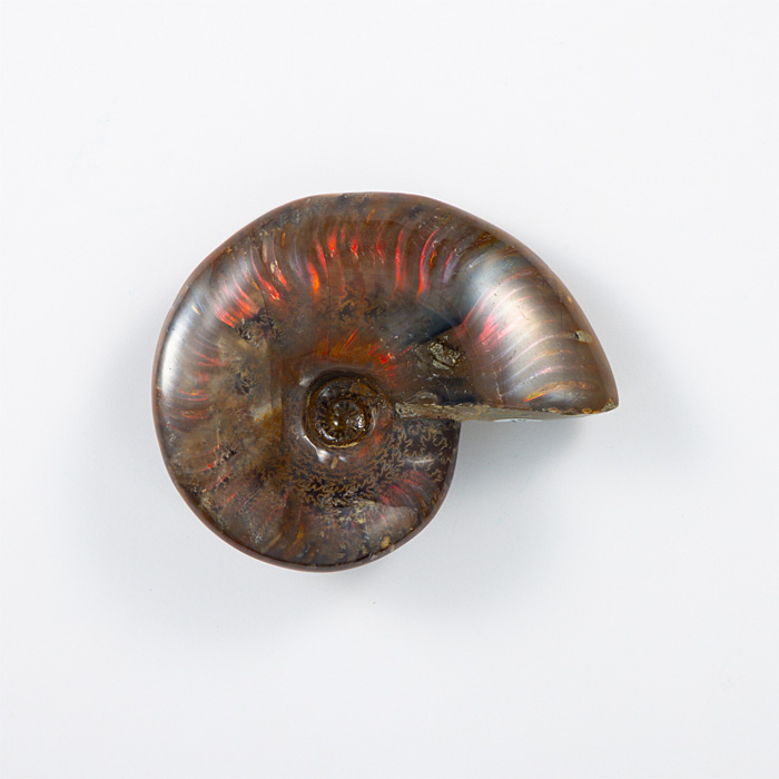 オパール化アンモナイト 化石