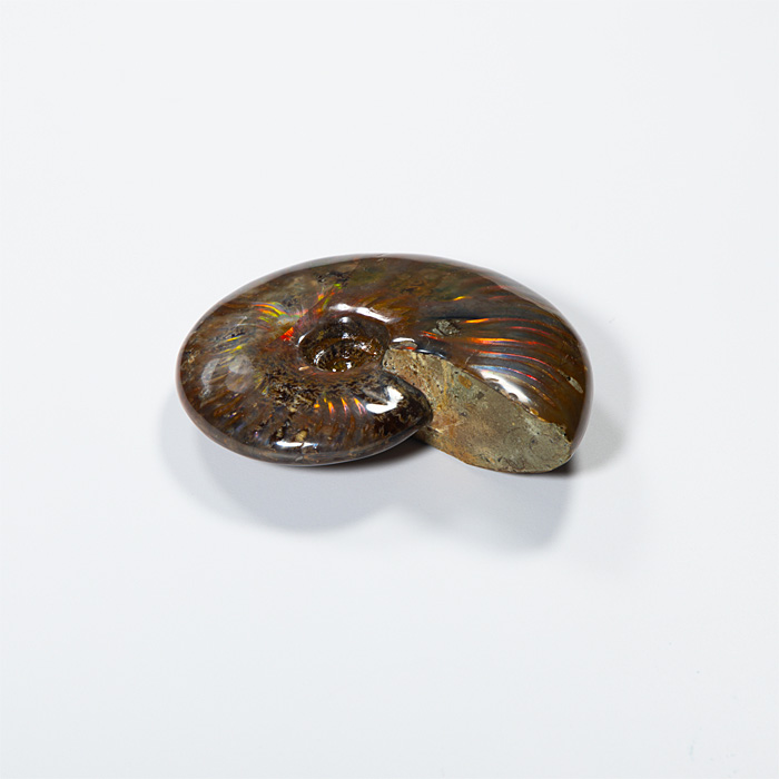 オパール化アンモナイト 化石