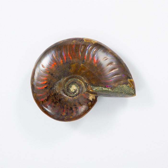 オパール化アンモナイト 化石