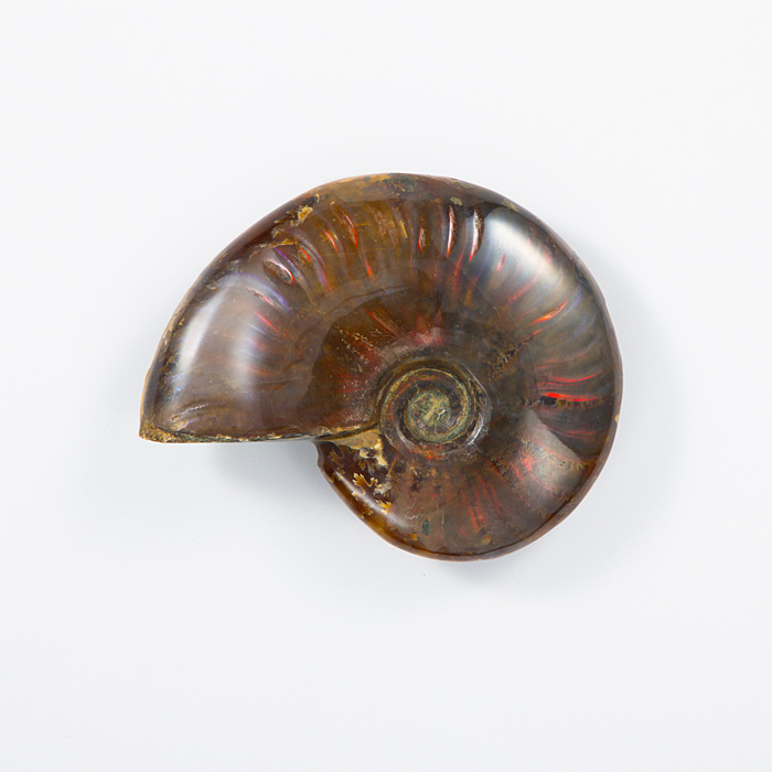 オパール化アンモナイト 化石