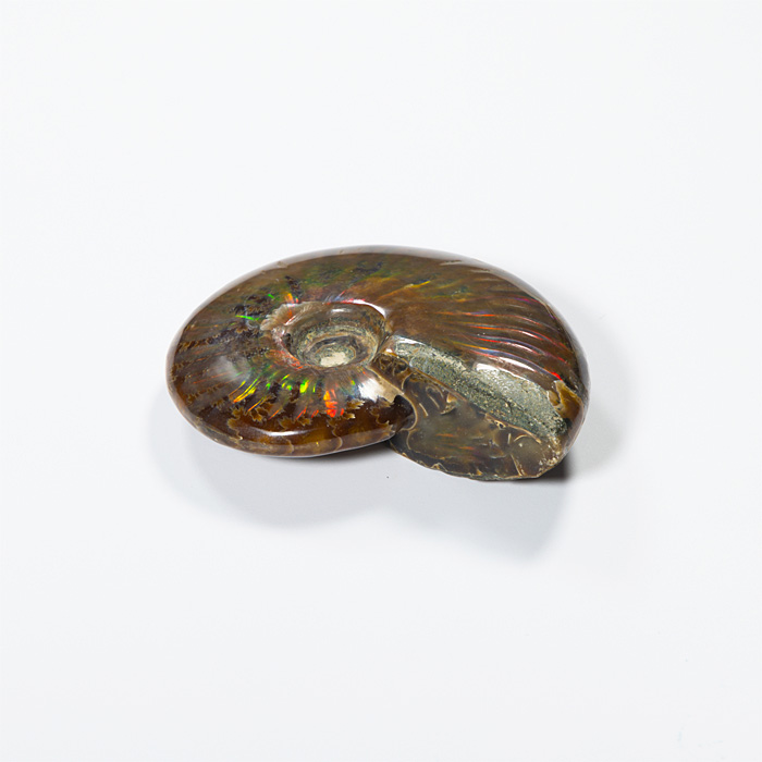 オパール化アンモナイト 化石