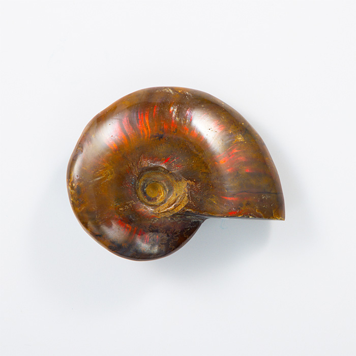 オパール化アンモナイト 化石