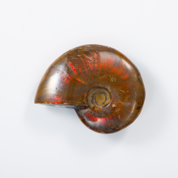 オパール化アンモナイト 化石