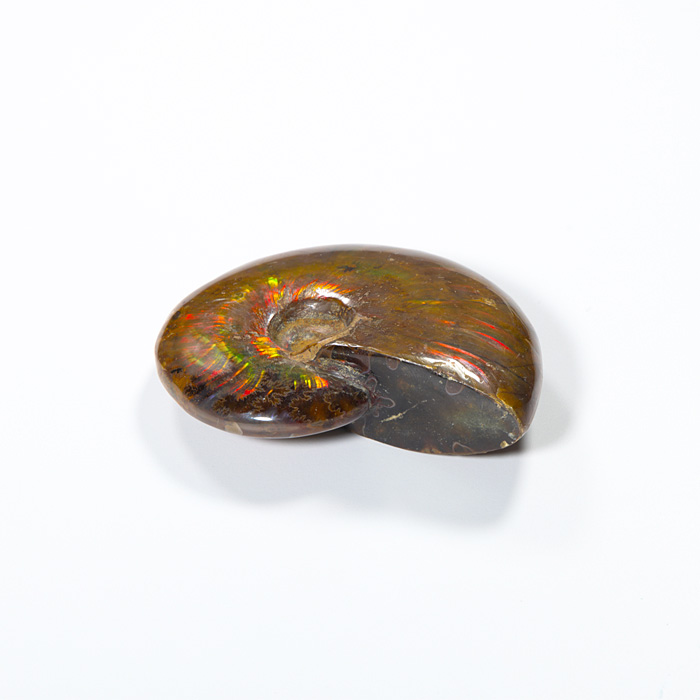 オパール化アンモナイト 化石