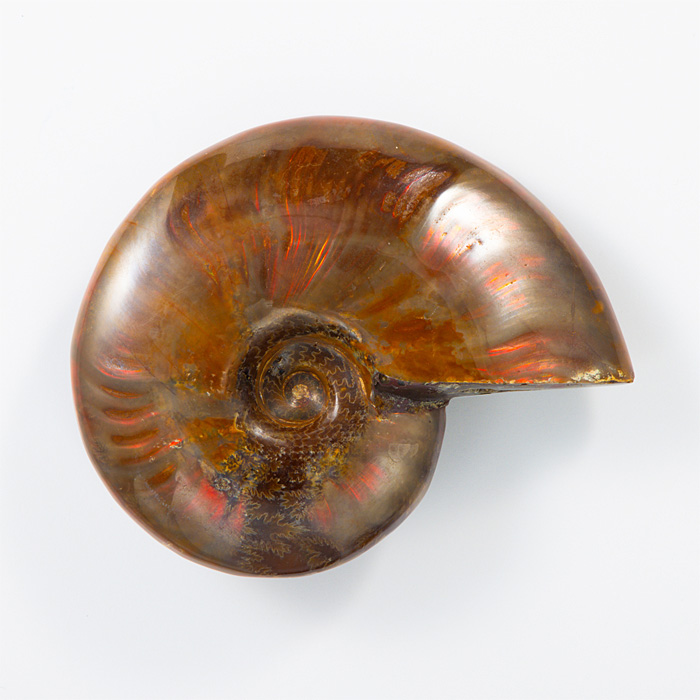 オパール化アンモナイト 化石