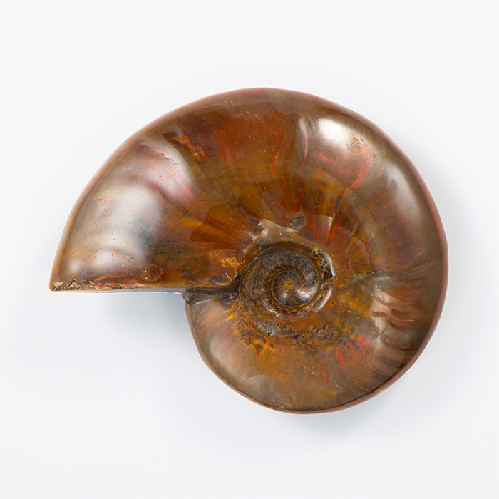 オパール化アンモナイト 化石