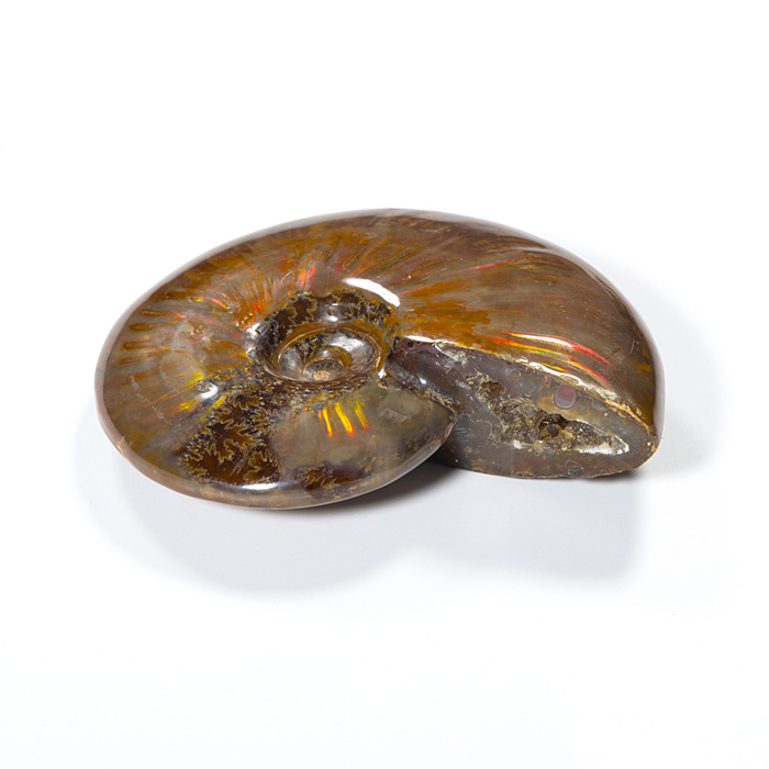 オパール化アンモナイト 化石