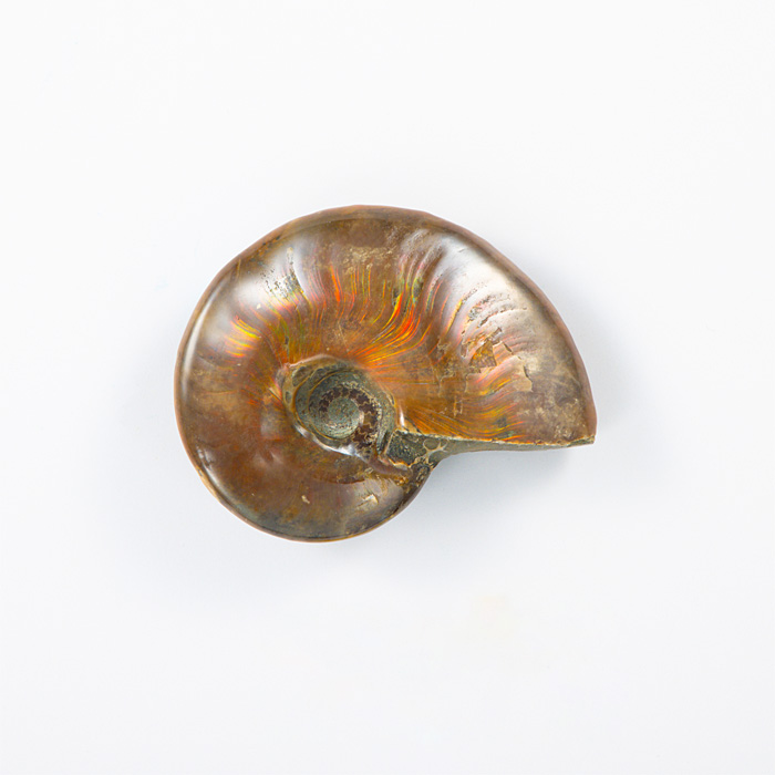 オパール化アンモナイト 化石