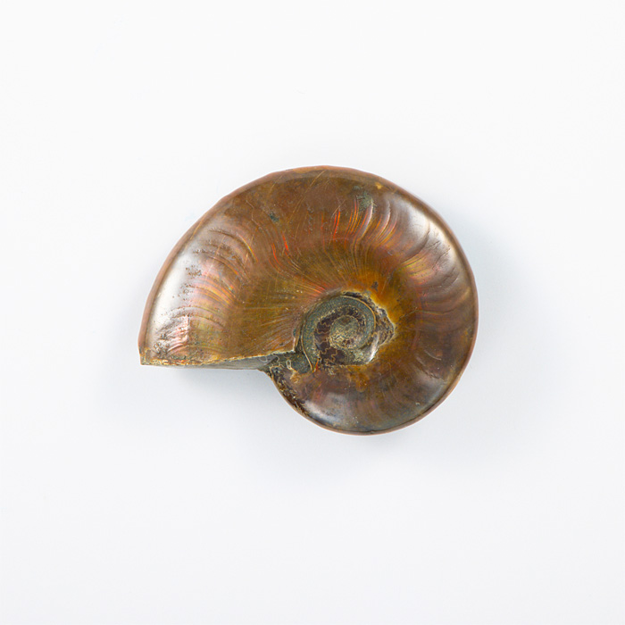 オパール化アンモナイト 化石