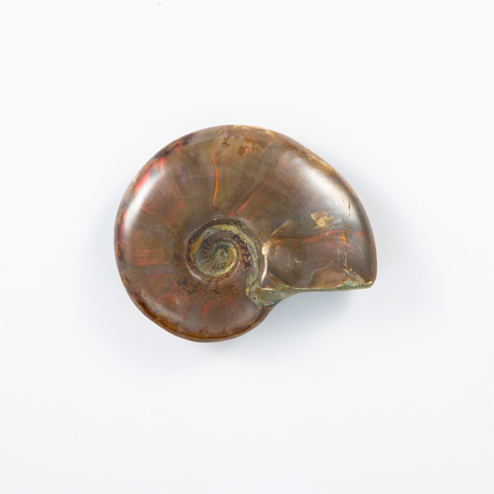 オパール化アンモナイト 化石