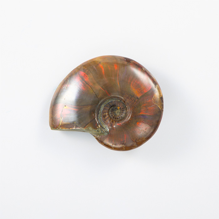 オパール化アンモナイト 化石