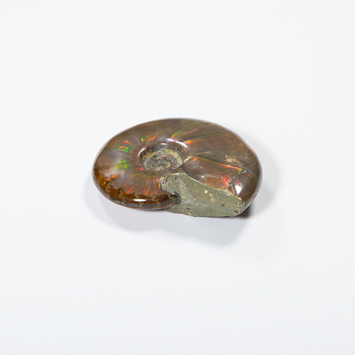 オパール化アンモナイト 化石