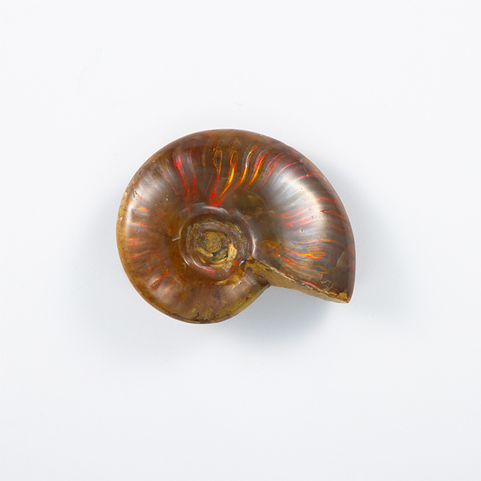 オパール化アンモナイト 化石