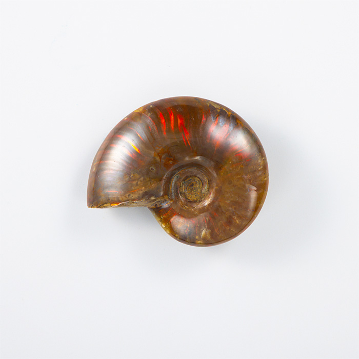 オパール化アンモナイト 化石