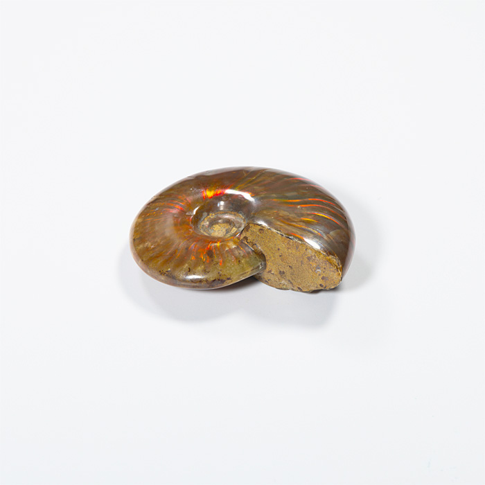 オパール化アンモナイト 化石