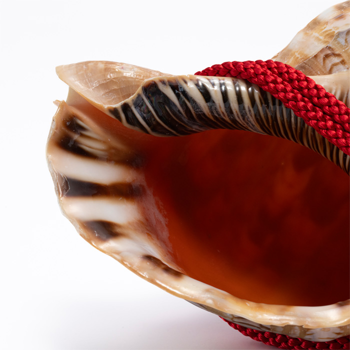 法螺貝（ほら貝） 13インチ