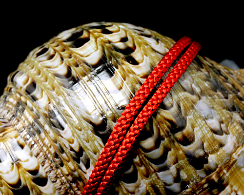ほら貝 14インチ