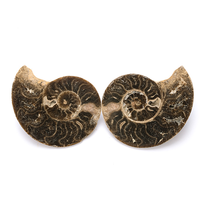 アンモナイト 化石